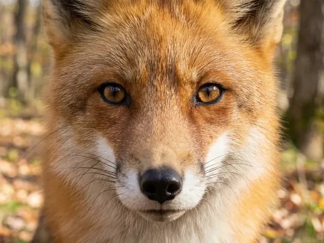A photo of a red fox